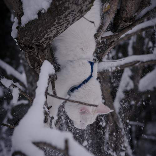 Photo #12789813