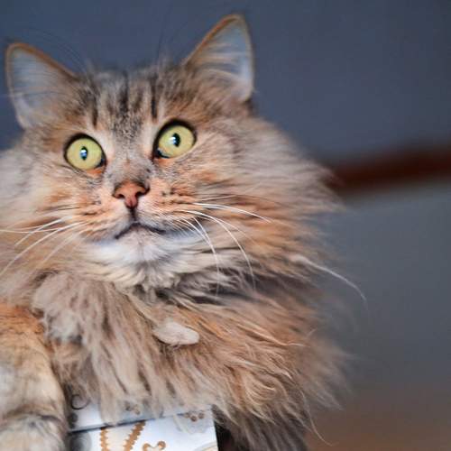 Photo #12790111