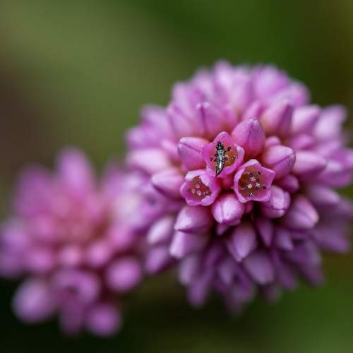 Photo #12790179