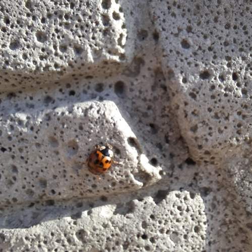 Photo #12790735