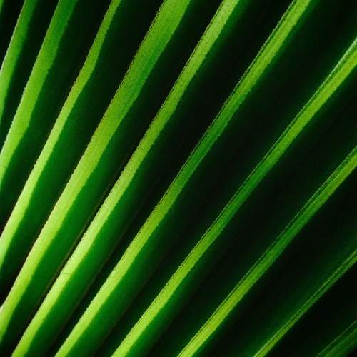 Parallel Nature