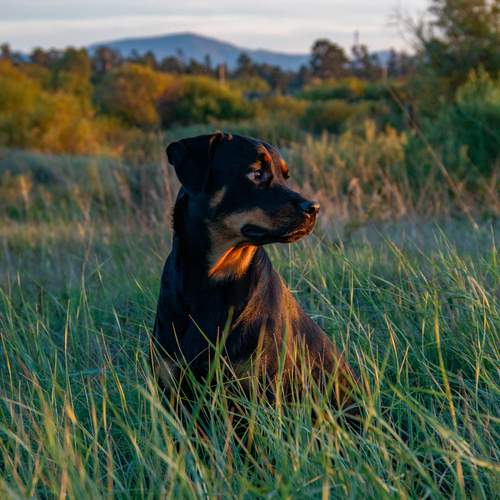 Photo #12791385