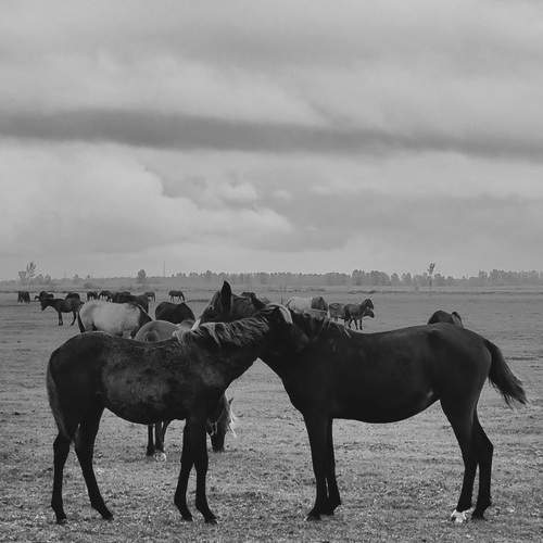 Photo #12791776