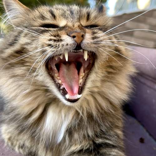 Photo #12792355