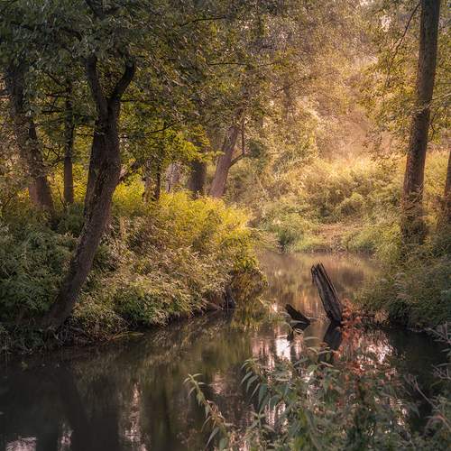 Photo #12792613