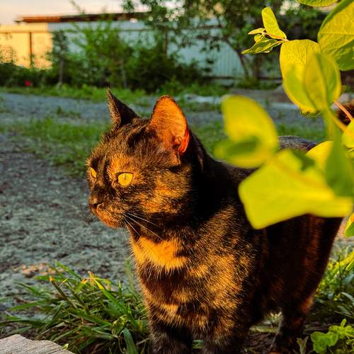 Photo #12792770