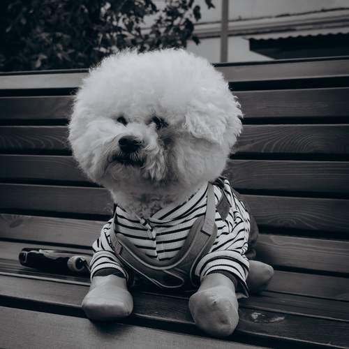 Photo #12792774