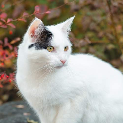 Photo #12792839