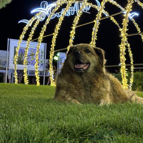 Фотография #12792930