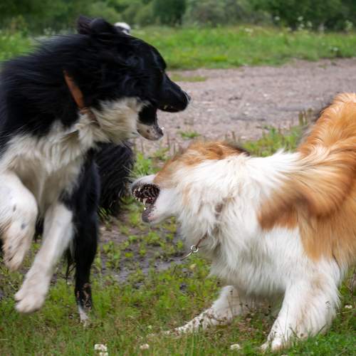 Фотография #12792980