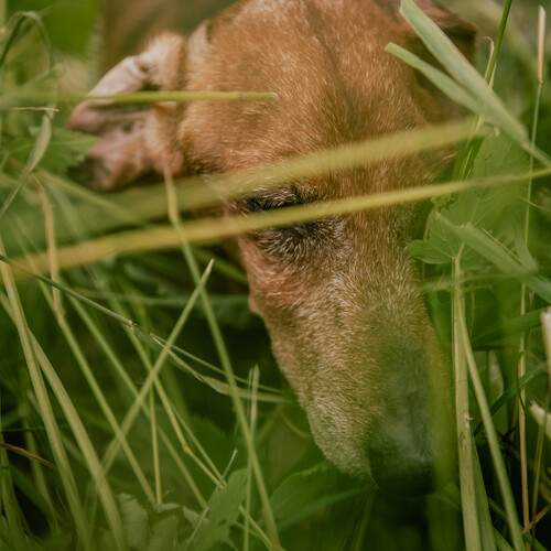 Самый лучший друг