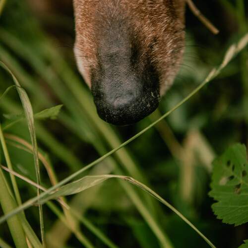 Самый лучший друг