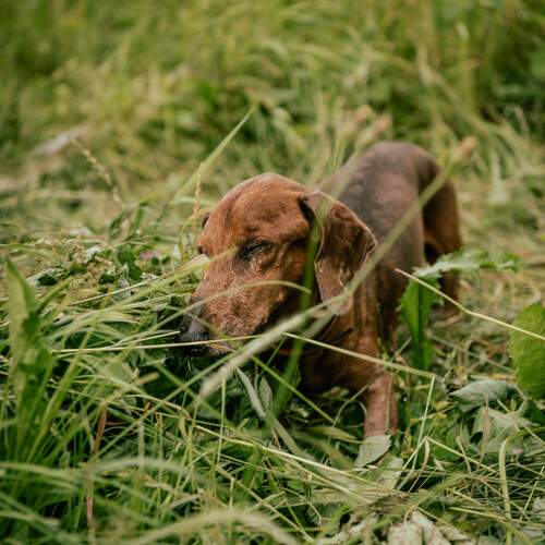 Самый лучший друг