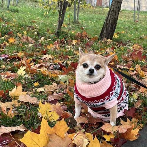 Photo #12793393