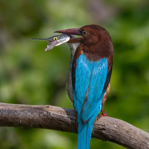 Фотография #12793448