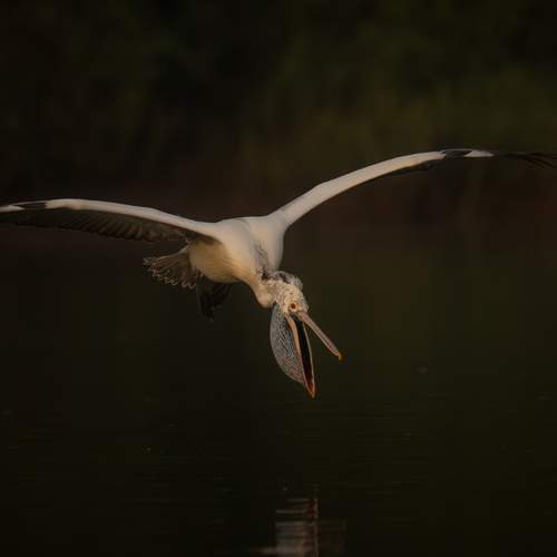 Photo #12793598
