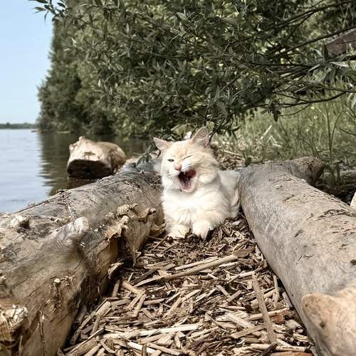 Photo #12793675