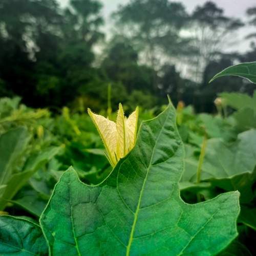Green leave.