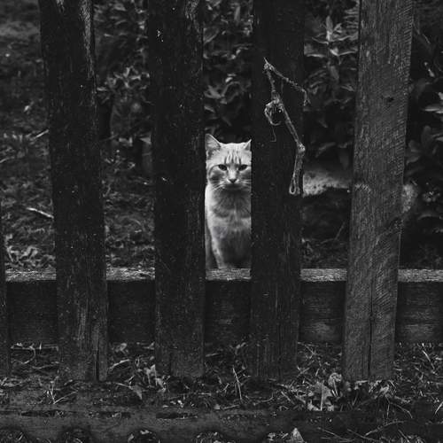 Photo #12794854