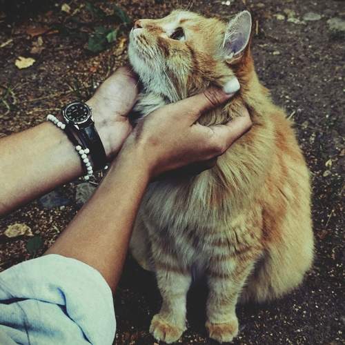 Photo #12795066