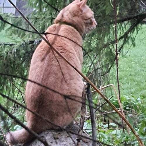 Photo #12795434