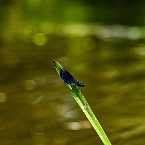 Photo #12795436