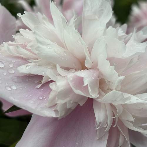 Photo #12795484