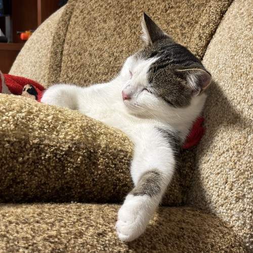 Photo #12795491