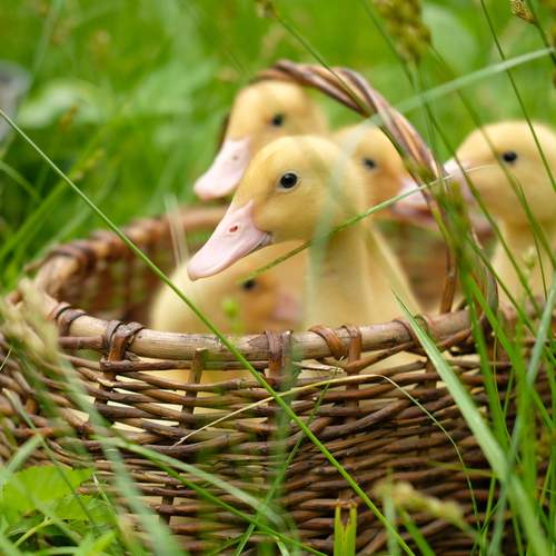 Photo #12795978