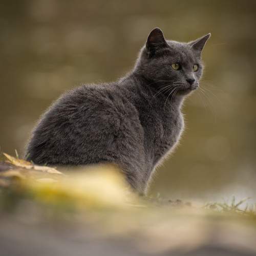 Photo #12796248