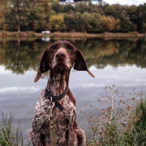 Photo #12796410