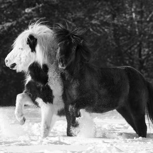 Stallions\' game