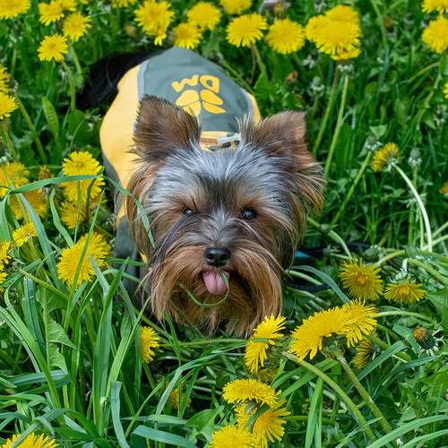 На полянке одуванчиков