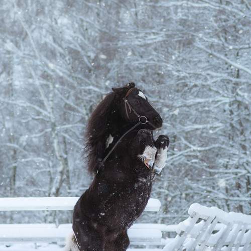 Photo #12796714