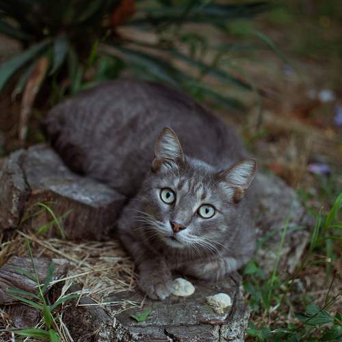 Photo #12796718