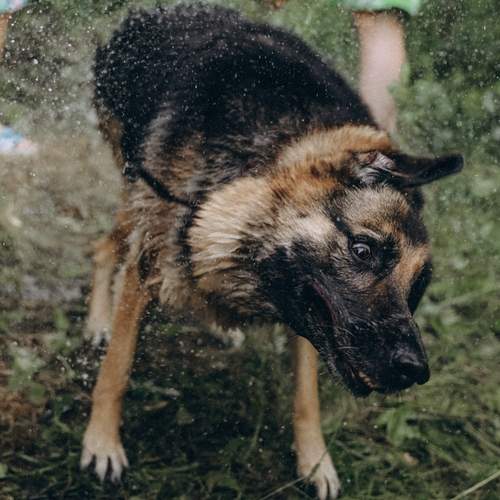 Photo #12796764