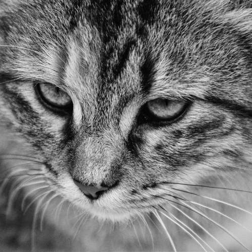 Photo #12797018