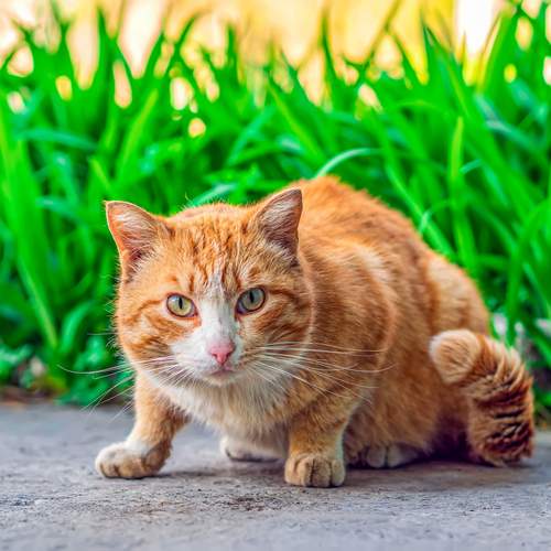 Фотография #12797110