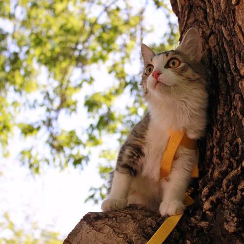 Photo #12797113