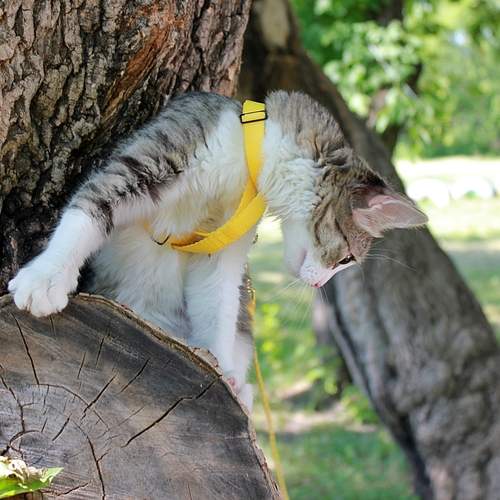 Photo #12797114