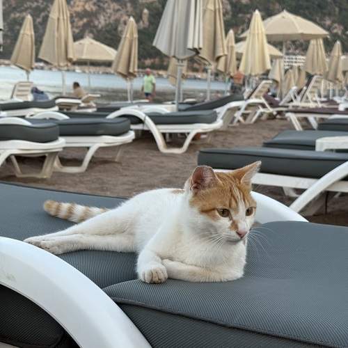 Photo #12797312