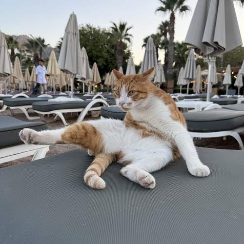 Photo #12797314