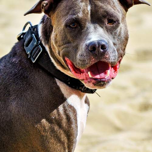 Photo #12797475