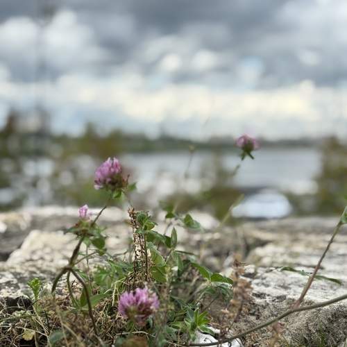Photo #12797604