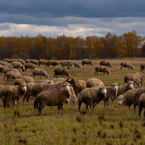 Photo #12797701