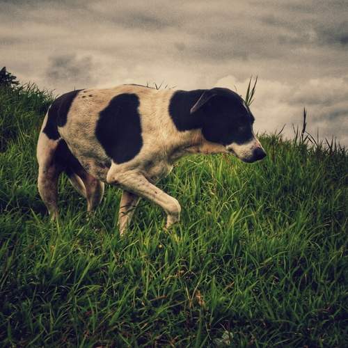 Photo #12797762
