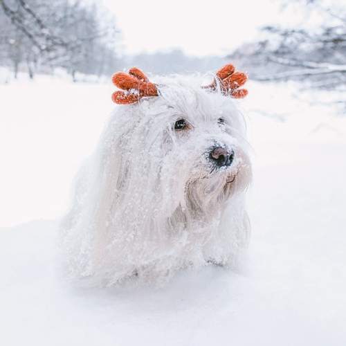 Photo #12797889
