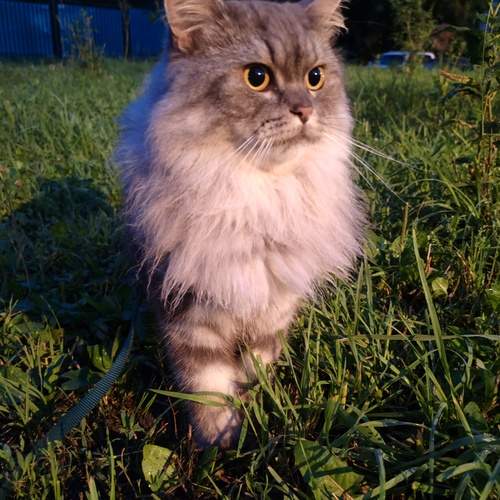 Photo #12797992