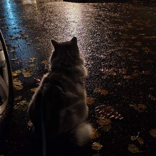 Photo #12797993