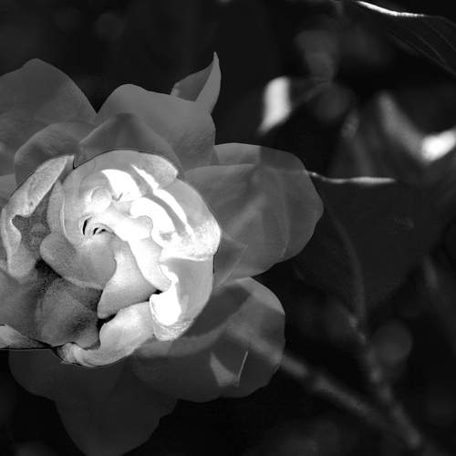 Jasmine bud